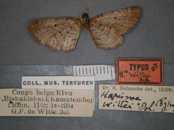/filer/webapps/moths/media/images/W/wittei_Horisme_HT_RMCA_02.jpg