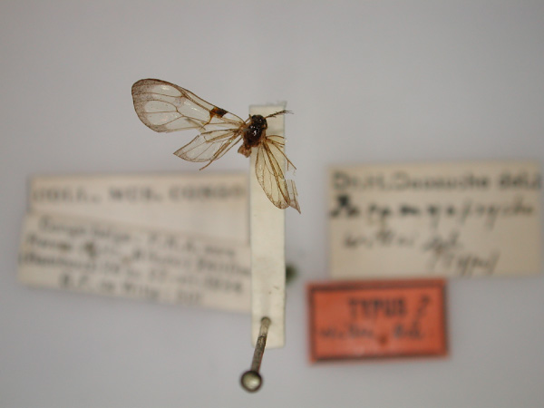/filer/webapps/moths/media/images/W/wittei_Paramyopsyche_HT_RMCA_01.jpg