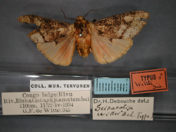 /filer/webapps/moths/media/images/W/wittei_Seirarctia_HT_RMCA_01.jpg