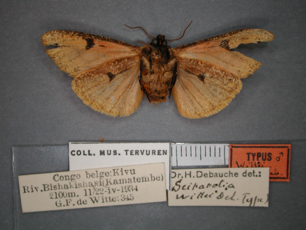/filer/webapps/moths/media/images/W/wittei_Seirarctia_HT_RMCA_02.jpg