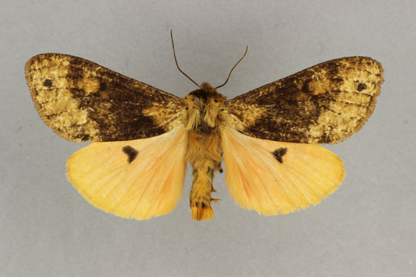 /filer/webapps/moths/media/images/W/wittei_Teracotona_AM_BMNH_01.jpg