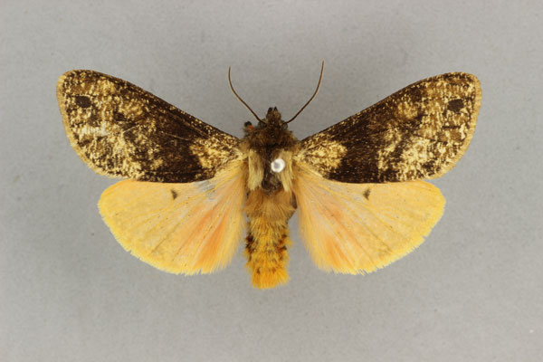 /filer/webapps/moths/media/images/W/wittei_Teracotona_AM_BMNH_02.jpg
