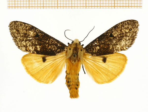 /filer/webapps/moths/media/images/W/wittei_Teracotona_AM_DePrins.jpg