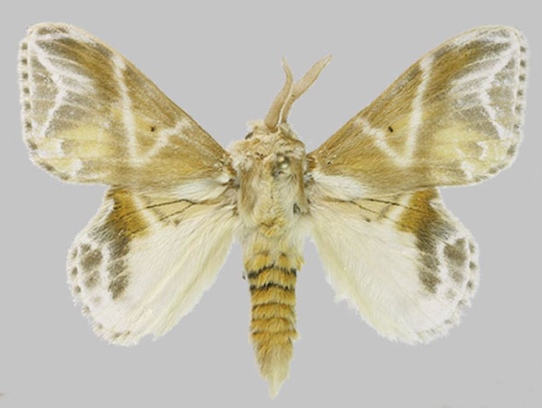 /filer/webapps/moths/media/images/W/witti_Eucraera_AM_RMBH.jpg