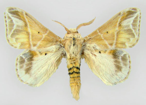 /filer/webapps/moths/media/images/W/witti_Eucraera_HT_MWM.jpg