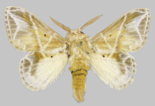 /filer/webapps/moths/media/images/W/witti_Eucraera_PTM_ZSM.jpg