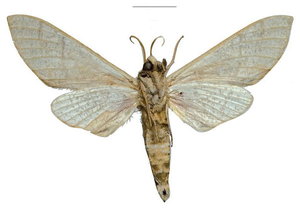/filer/webapps/moths/media/images/W/witti_Neoclanis_HT_ZSMb.jpg