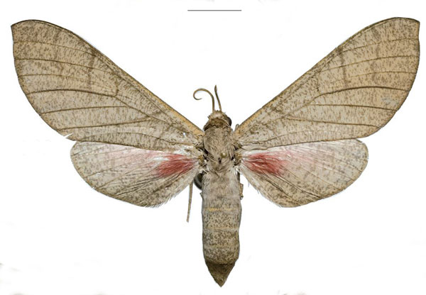 /filer/webapps/moths/media/images/W/witti_Neoclanis_PTF_ZSM_01a.jpg