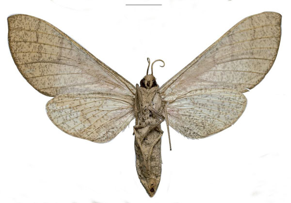 /filer/webapps/moths/media/images/W/witti_Neoclanis_PTF_ZSM_01b.jpg