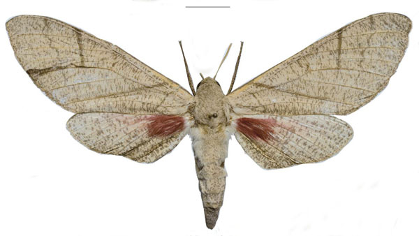 /filer/webapps/moths/media/images/W/witti_Neoclanis_PTF_ZSM_02a.jpg