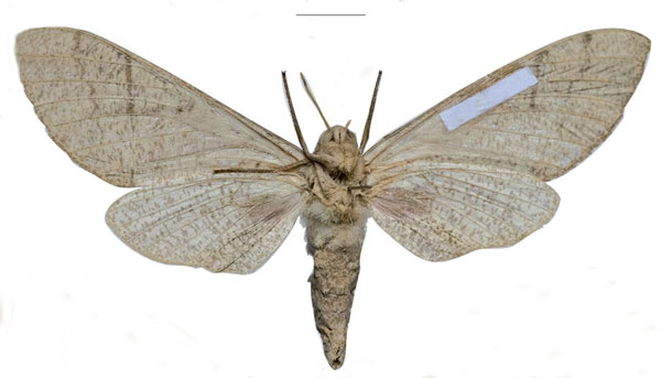 /filer/webapps/moths/media/images/W/witti_Neoclanis_PTF_ZSM_02b.jpg
