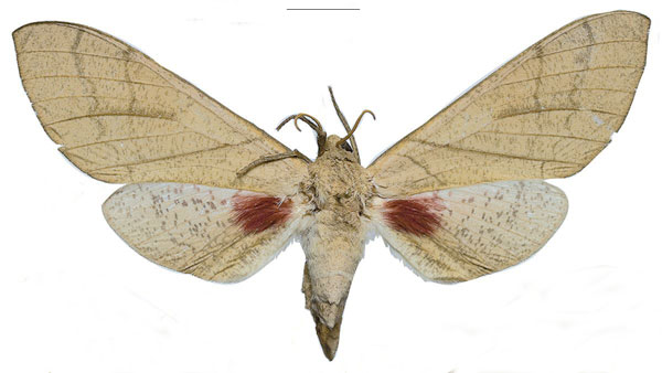 /filer/webapps/moths/media/images/W/witti_Neoclanis_PTF_ZSM_03a.jpg