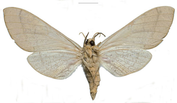 /filer/webapps/moths/media/images/W/witti_Neoclanis_PTF_ZSM_03b.jpg