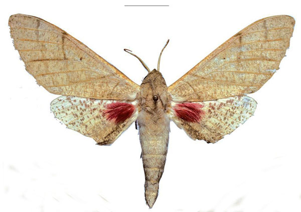/filer/webapps/moths/media/images/W/witti_Neoclanis_PTM_ZSM_01a.jpg