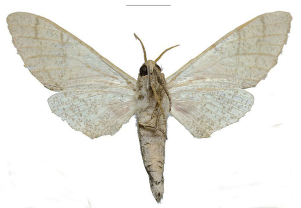 /filer/webapps/moths/media/images/W/witti_Neoclanis_PTM_ZSM_01b.jpg
