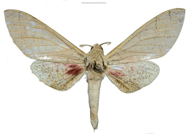 /filer/webapps/moths/media/images/W/witti_Neoclanis_PTM_ZSM_02a.jpg