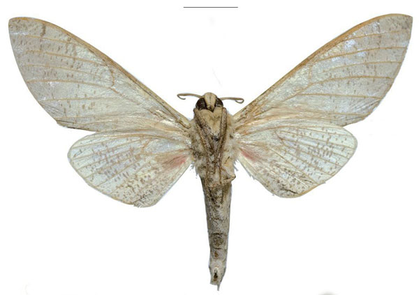 /filer/webapps/moths/media/images/W/witti_Neoclanis_PTM_ZSM_02b.jpg