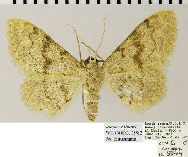 /filer/webapps/moths/media/images/W/wittmeri_Idaea_AM_ZSMa.jpg