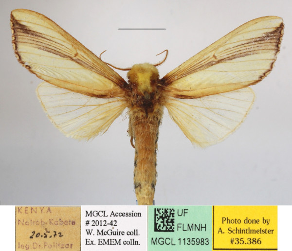 /filer/webapps/moths/media/images/W/woerdeni_Rigema_A_MGCLa_01.JPG