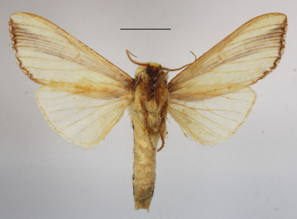 /filer/webapps/moths/media/images/W/woerdeni_Rigema_A_MGCLb_01.JPG