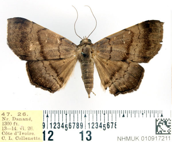 /filer/webapps/moths/media/images/W/woerdenialis_Libystica_AF_BMNH.jpg