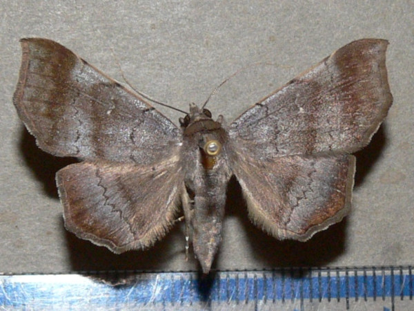 /filer/webapps/moths/media/images/W/woerdenialis_Libystica_A_Goffa_01.JPG