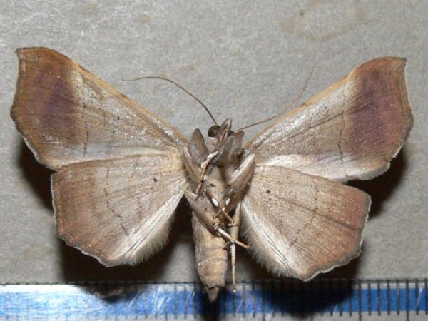 /filer/webapps/moths/media/images/W/woerdenialis_Libystica_A_Goffb_01.JPG