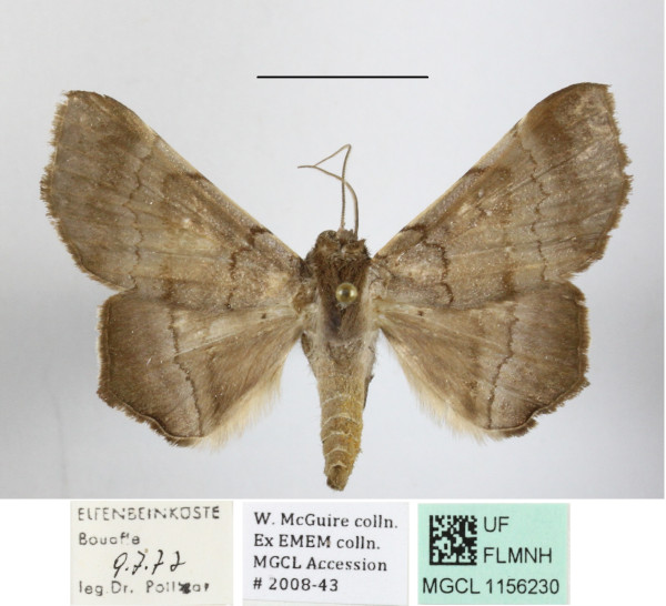 /filer/webapps/moths/media/images/W/woerdenialis_Libystica_A_MGCLa_01.JPG