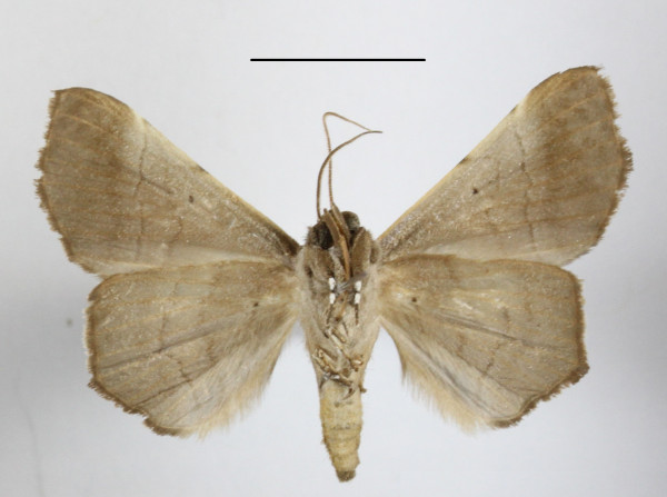/filer/webapps/moths/media/images/W/woerdenialis_Libystica_A_MGCLb_01.JPG
