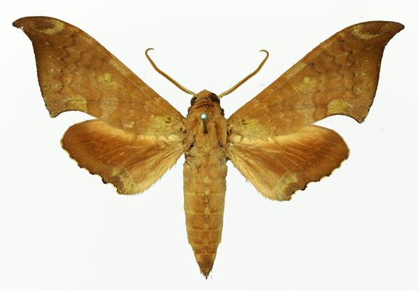 /filer/webapps/moths/media/images/W/wojtusiaki_Polyptychus_AM_Basquin_01.jpg