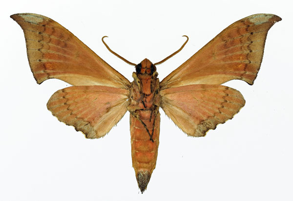 /filer/webapps/moths/media/images/W/wojtusiaki_Polyptychus_AM_Basquin_02.jpg
