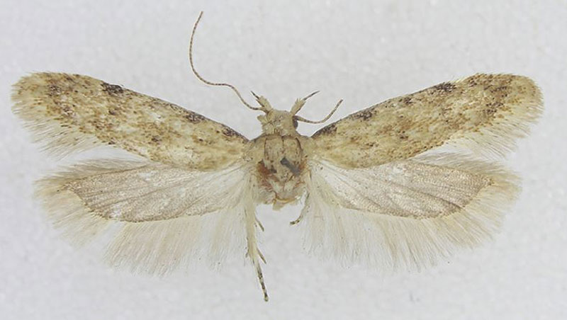 /filer/webapps/moths/media/images/W/wolframi_Scrobipalpa_PTF_TMSA.jpg