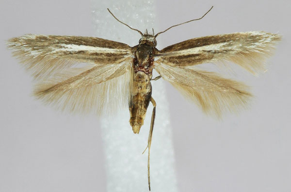 /filer/webapps/moths/media/images/W/wolframi_Scythris_AF_ZMHB_02.jpg