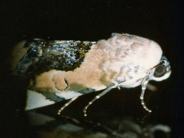 /filer/webapps/moths/media/images/W/wolframmeyi_Acontia_A_Roland.jpg