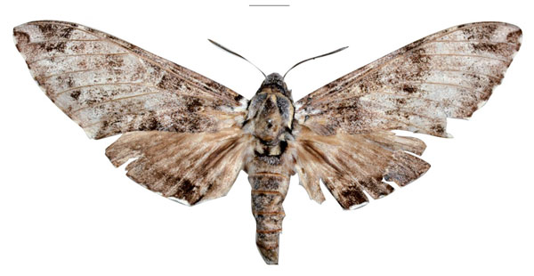 /filer/webapps/moths/media/images/W/wolframmeyi_Covelliana_HT_MfNa.jpg