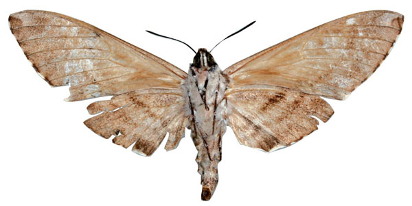 /filer/webapps/moths/media/images/W/wolframmeyi_Covelliana_HT_MfNb.jpg