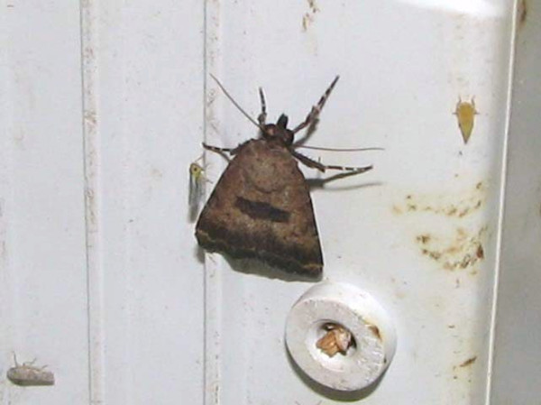 /filer/webapps/moths/media/images/W/wollastoni_Crypsotidia_A_Goff_03.jpg