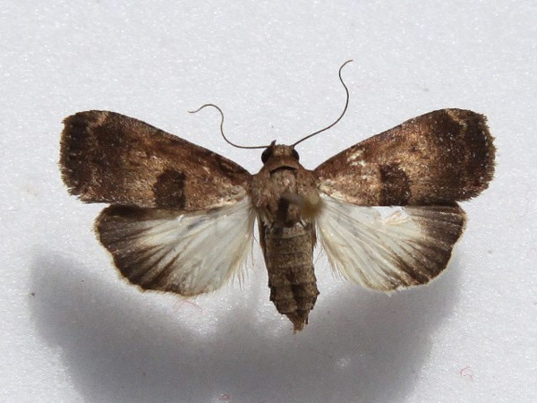 /filer/webapps/moths/media/images/W/wollastoni_Crypsotidia_A_Goffa_02.jpg