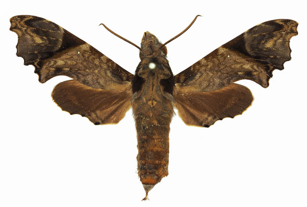 /filer/webapps/moths/media/images/W/wollastoni_Temnora_AF_Basquin.jpg