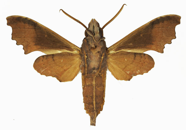 /filer/webapps/moths/media/images/W/wollastoni_Temnora_AM_Basquin_01b.jpg