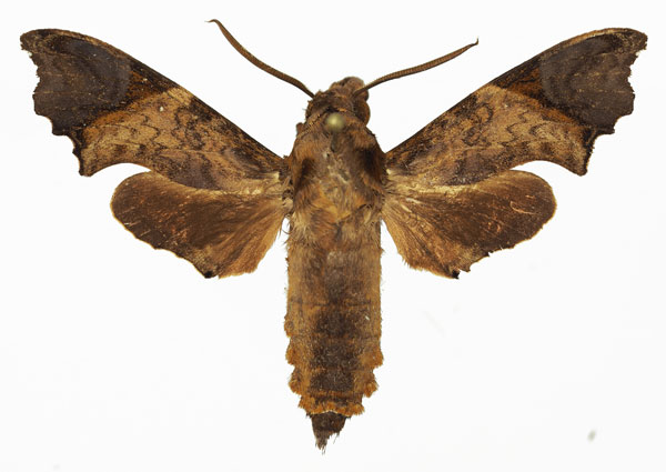 /filer/webapps/moths/media/images/W/wollastoni_Temnora_AM_Basquin_02a.jpg