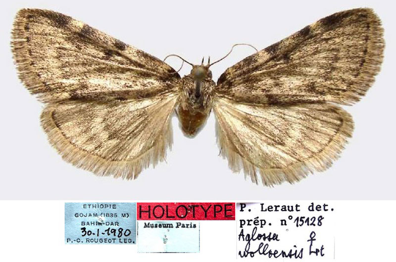 /filer/webapps/moths/media/images/W/wolloensis_Aglossa_HT_MNHN.jpg