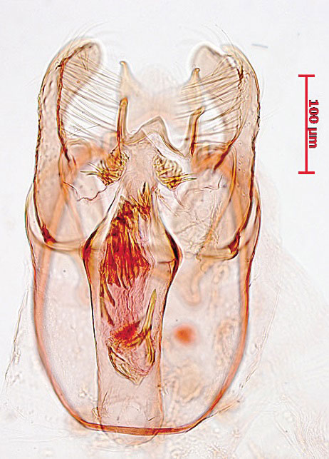 /filer/webapps/moths/media/images/W/wollofella_Nepticula_GMHT_SNHM.jpg