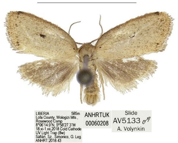 /filer/webapps/moths/media/images/W/wologizi_Spatulosia_HT_ANHRT.jpg