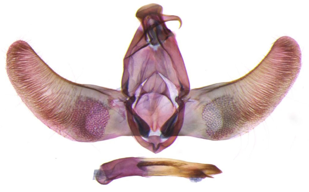 /filer/webapps/moths/media/images/W/wooriana_Thubdora_GMHT_NHMO_CIS7230.jpg