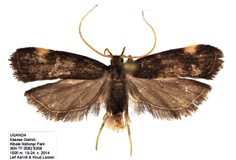 /filer/webapps/moths/media/images/W/wooriana_Thubdora_HT_NHMO.jpg