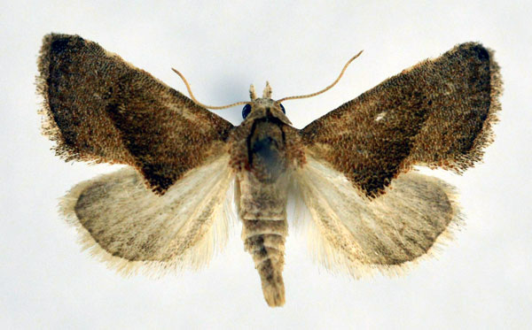/filer/webapps/moths/media/images/W/wutzdorffi_Microxestis_A_NHMO.jpg