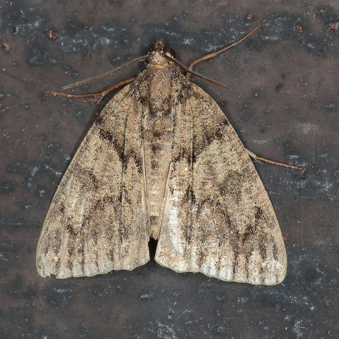/filer/webapps/moths/media/images/X/Xylopteryx_arcuata_lat-26_499441_lon28_339979_2023-01-11_214608.JPG