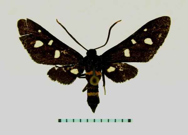 /filer/webapps/moths/media/images/X/xaixaia_Hampsonata_HT_TMSA.jpg