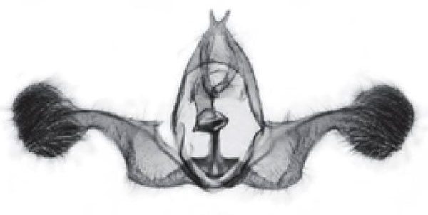 /filer/webapps/moths/media/images/X/xanthala_Plutographa_GMHT_Trematerra.jpg